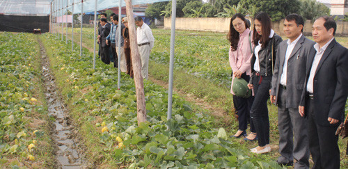 South Korean super 007 honey pear-shaped melons bring profit of VND11-16 million/sao